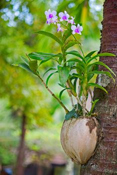 Orchid growing in a pot on a tree trunk, Thailand.