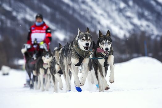 Sled dog race on snow in France, Europe.