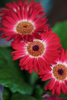 flowers at garden in sunny day