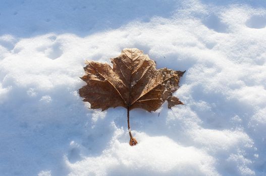 An old Leaf freezing in the snow and getting beat up by the Sun