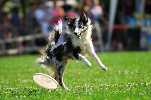 July 27,2008, Prague, Czech republic. It is the end of czech national championship in Czech republic. Many dogs and mans showed fantastic show. July 27,2008, Prague, Czech republic