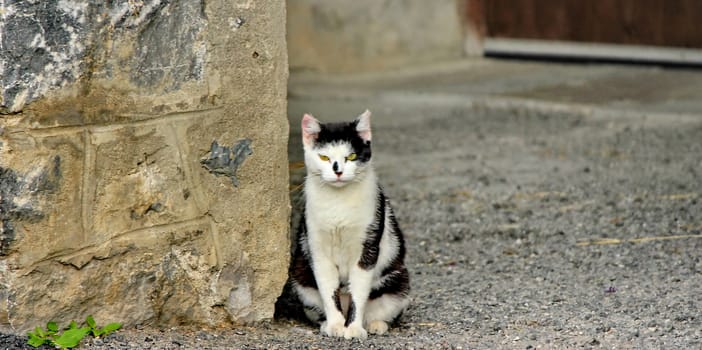 White and black cat sat against a stony wall