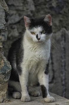 White and black cat sat against a stony wall