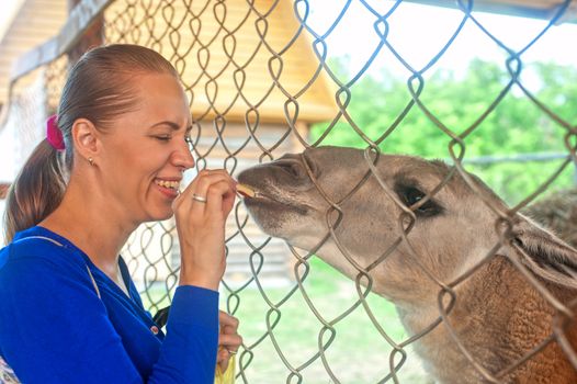 Young attractive woman feeding lama