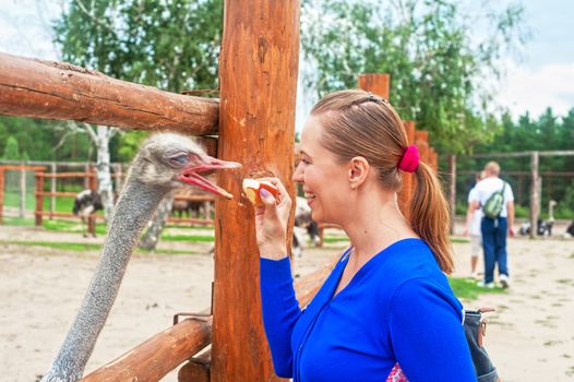 Young attractive woman feeding ostrich 