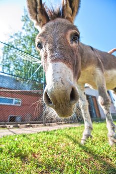 Donkey closeup portrait in sunny day