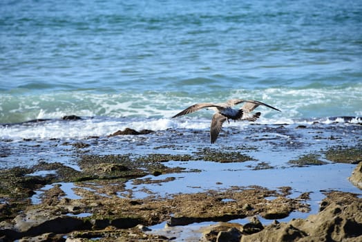 Beach in Morocco near to Sidi Ifni