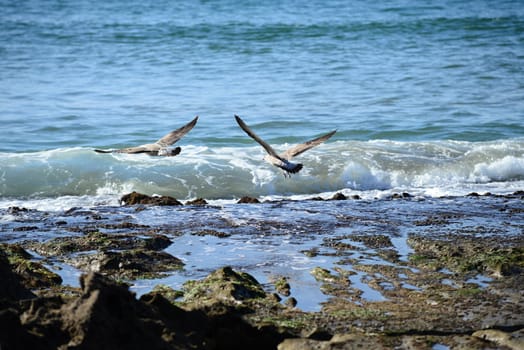 Beach in Morocco near to Sidi Ifni