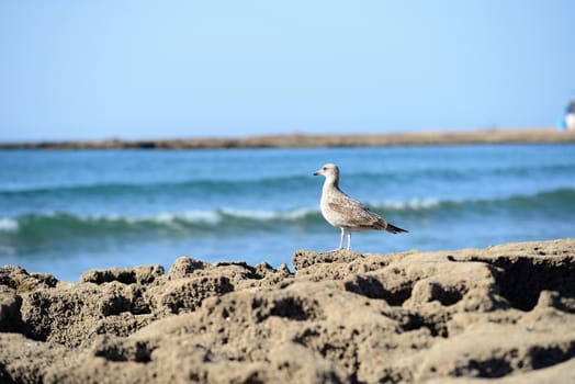 Beach in Morocco near to Sidi Ifni