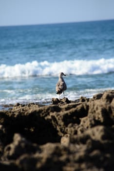 Beach in Morocco near to Sidi Ifni