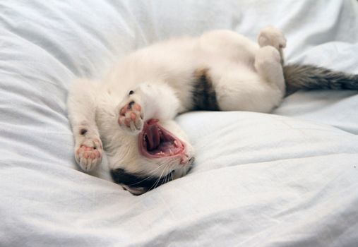 Little funny kitten lying down and yawning.