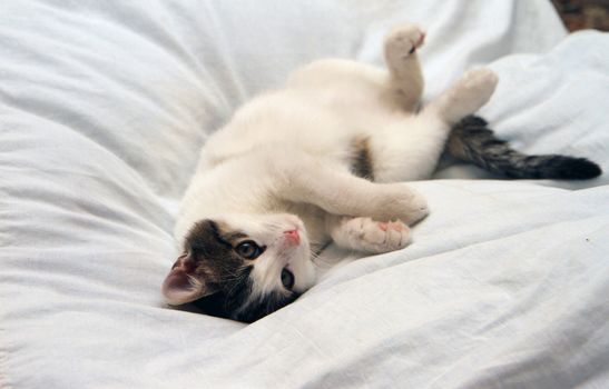 Lazy Cat on the Bed.