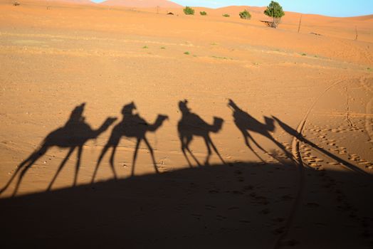camel ride - shadows of camels during trip into desert