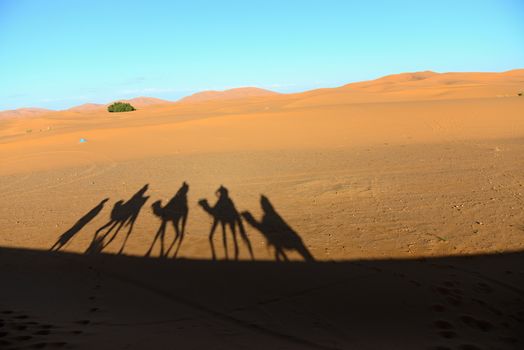 camel ride - shadows of camels during trip into desert