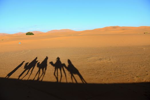 camel ride - shadows of camels during trip into desert