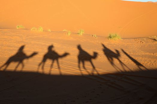 camel ride - shadows of camels during trip into desert