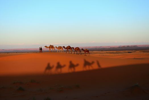 camel ride - shadows of camels during trip into desert