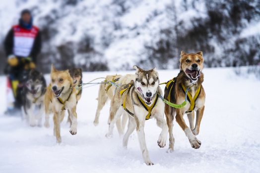 musher dogteam driver and Siberian husky at snow winter competition race in forest