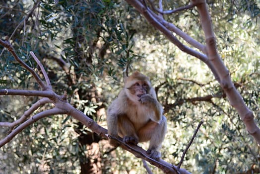 makak near to ouzod in central Morocco