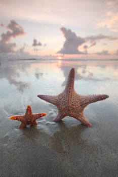 Two starfish on summer beach at sunrise