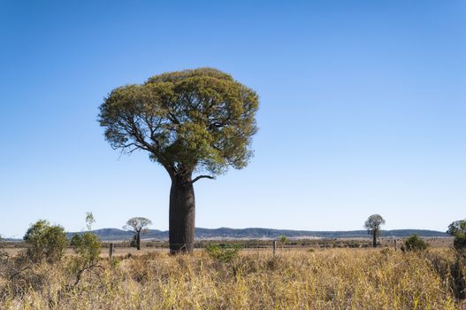 Australian baobab tree in New Wales, Australia