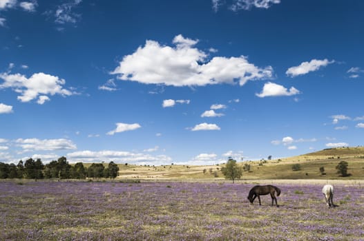 Two horses grazing outside, New Wales, Australia