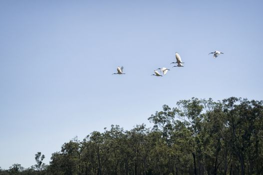 Bird flock in Queensland, Australia
