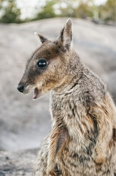 Mountain wallaby in Queensland, Australia