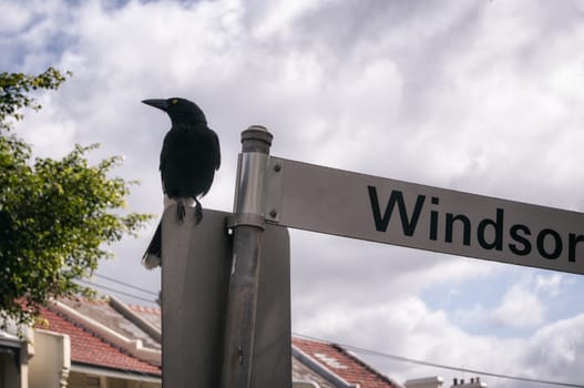 Bird sitting on a street sign, Australia