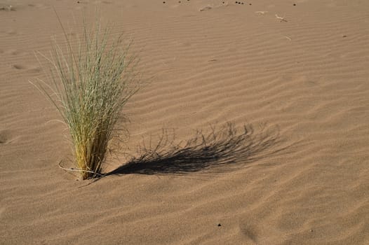 sand Sahara desert in Morocco near Mhamid