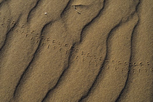 sand Sahara desert in Morocco near Mhamid