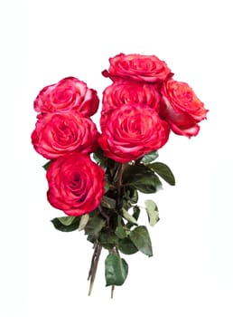 Bouquet of red roses on the white background