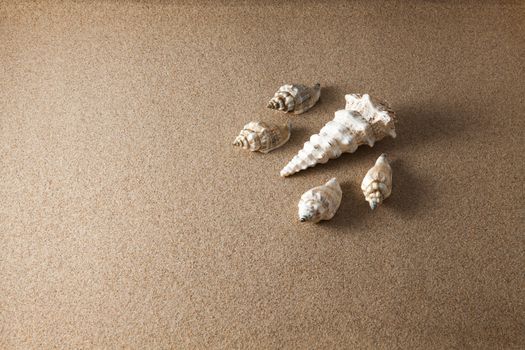 Shells on the sand with a low lighting with space for text