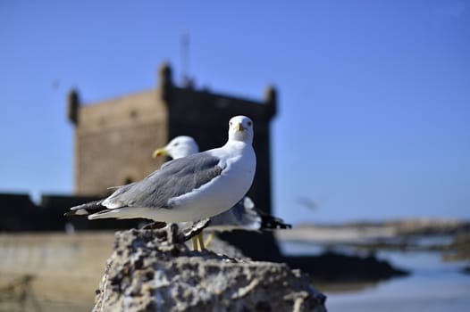 seagull in Morocco in nice city Essaouira
