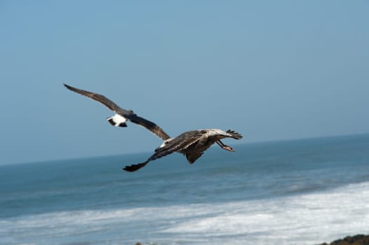 seagull in Morocco in nice city Essaouira