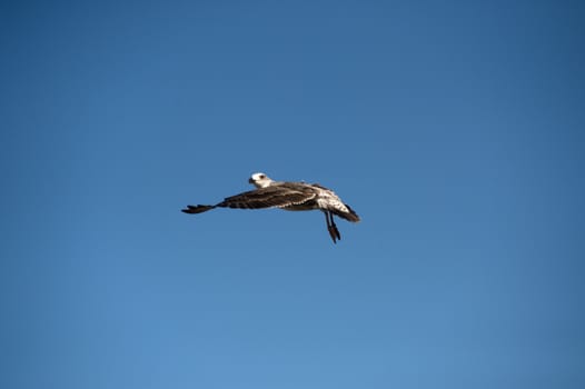 seagull in Morocco in nice city Essaouira