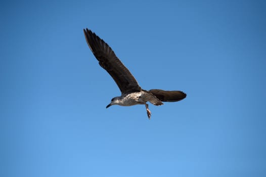 seagull in Morocco in nice city Essaouira