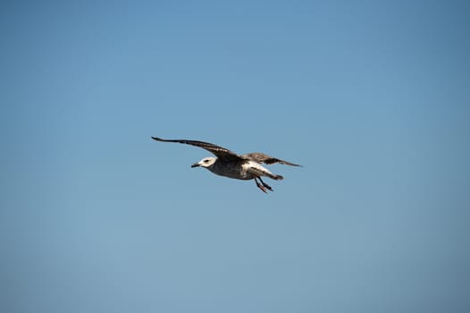 seagull in Morocco in nice city Essaouira