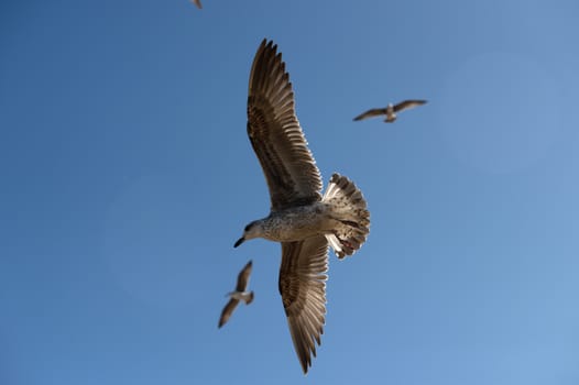 seagull in Morocco in nice city Essaouira