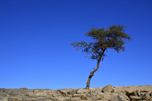 tree in Sahara desert in Morocco near Mhamid