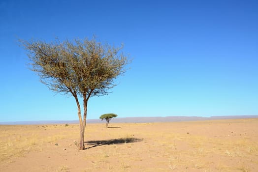 tree in Sahara desert in Morocco near Mhamid