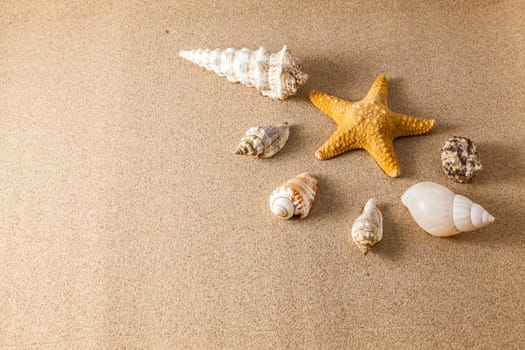 Shells on the sand with a low lighting with space for text