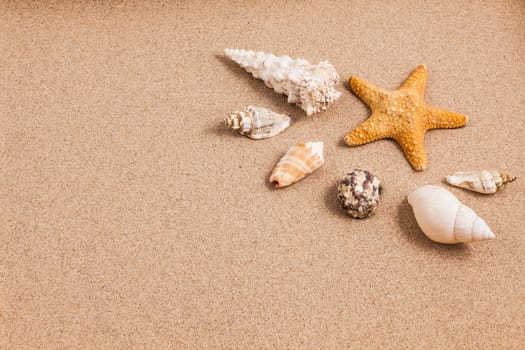 Shells on the sand with a low lighting with space for text