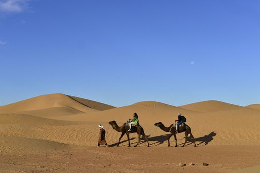 December 28, 2016; Mhamid in Morocco. Camels in desert near Erg Chigaga.