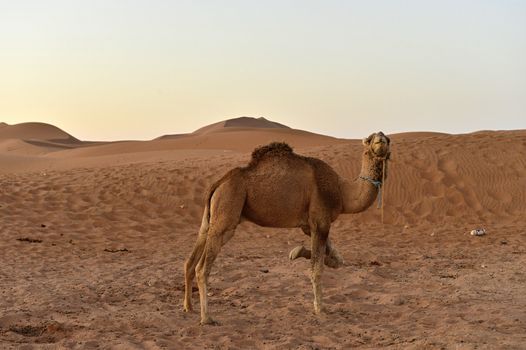 December 28, 2016; Mhamid in Morocco. Camels in desert near Erg Chigaga.