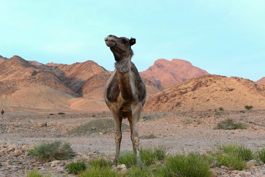 December 28, 2016; Mhamid in Morocco. Camels in desert near Erg Chigaga.