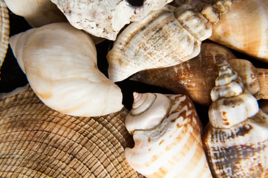 Set of shells piled in the foreground can symbolize different concepts like summer, hardness, sea , animals , permanence , strength or decoration