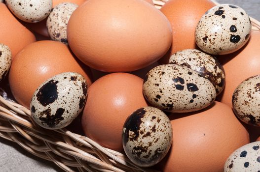 A basket with chicken eggs and quail