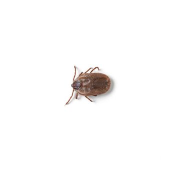 dog tick isolated on white