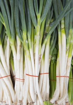 The leek vegetable, garlic
